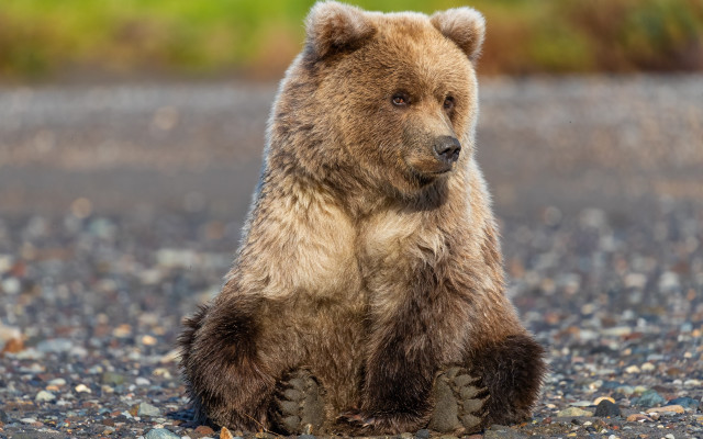 Brown bear gravel road forest #2 free wallpaper for desktop - medium preview image