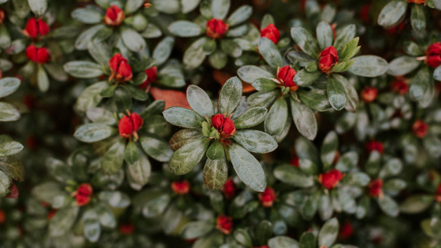 Red flower green leaves macro #4 free wallpaper for desktop - medium preview image