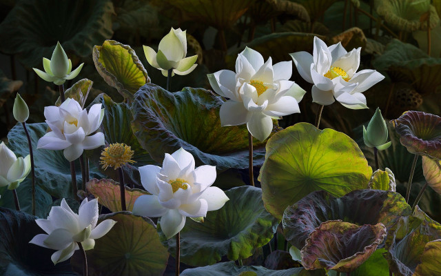 White flowers green leaves pond free wallpaper for desktop - medium preview image