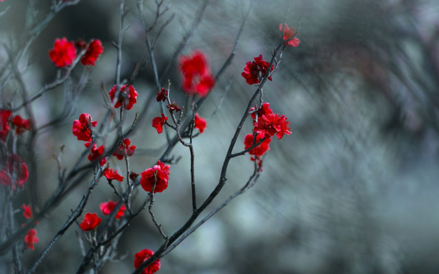 Red flower branch bloody background free wallpaper for desktop - medium preview image