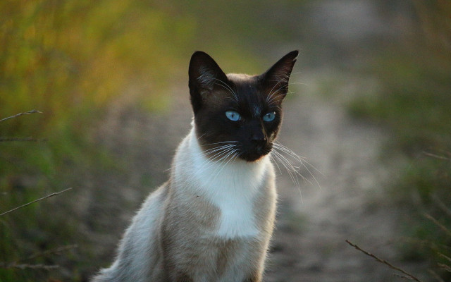 Blue eyed cat in grass free wallpaper for desktop - medium preview image