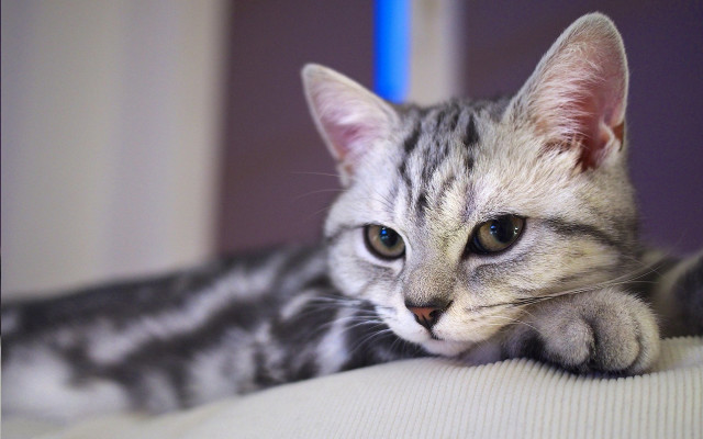 Serious white cat blue eyes free wallpaper for desktop - medium preview image