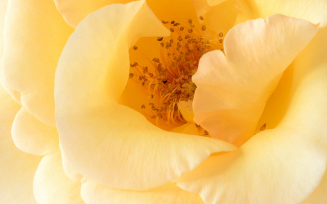 Yellow rose macro photography autumn free wallpaper for desktop - medium preview image