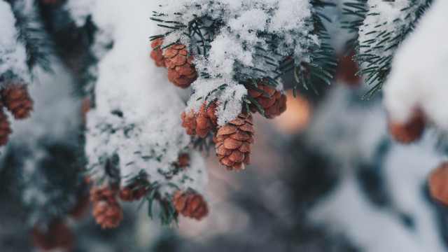 Pine tree snow cones winter free wallpaper for desktop - medium preview image