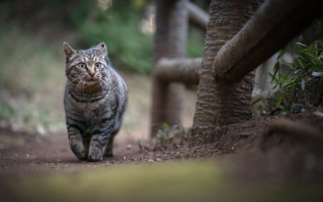 Cat dirtpath tree fence rayonism free wallpaper for desktop - medium preview image
