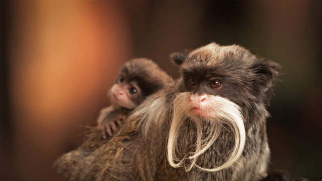 Monkey mustache tree branch photorealistic free wallpaper for desktop - medium preview image