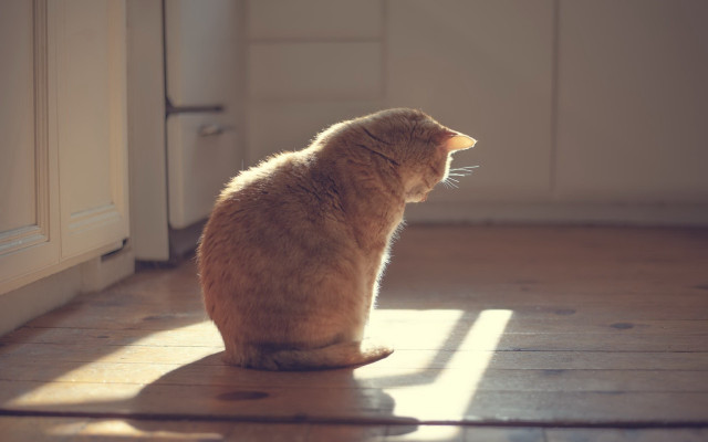 Cat wooden floor window sunlight free wallpaper for desktop - medium preview image