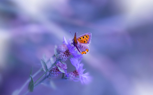 Butterfly purple flower macro photography free wallpaper for desktop - medium preview image