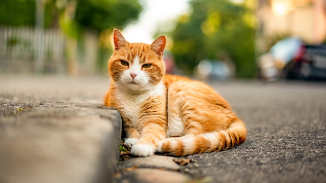 Cat curb parking outdoors photorealistic free wallpaper for desktop - medium preview image