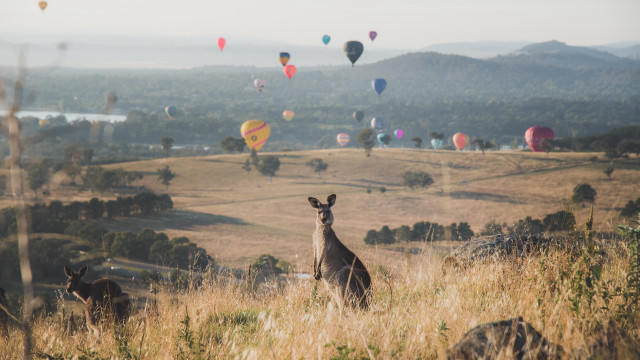 Kangaroo field hotairballoons ElizabethDurack australian free wallpaper for desktop - medium preview image