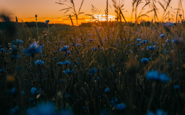 Blue flower sunset silhouette butterfly free wallpaper for desktop - medium preview image