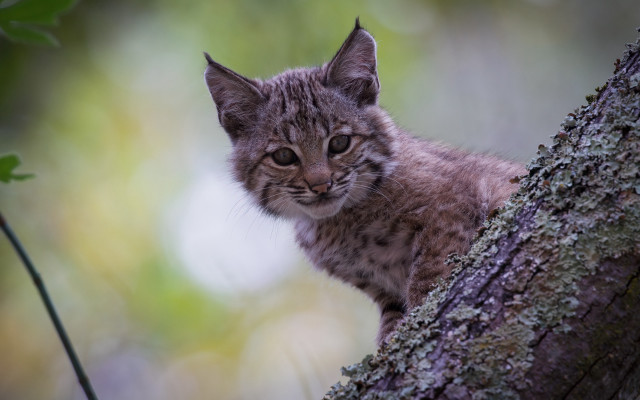 Kitten sitting tree branch sad free wallpaper for desktop - medium preview image