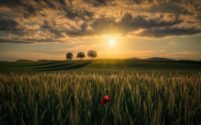 Red flower sunset field horizon free wallpaper for desktop - medium preview image