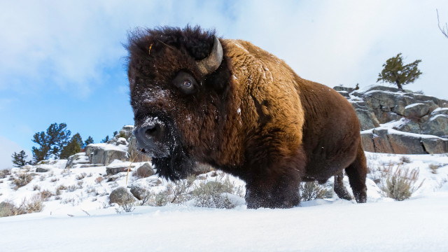 Bison snowy mountain forest wildlife free wallpaper for desktop - medium preview image