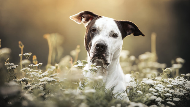 Dog field flowers grass blurry free wallpaper for desktop - medium preview image