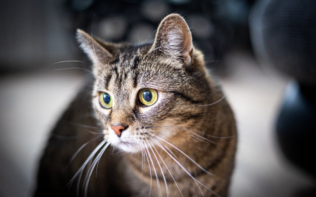 Black cat green eyes motorcycle free wallpaper for desktop - medium preview image