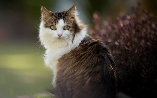 Cat rock bush purple flowers free wallpaper for desktop - medium preview image