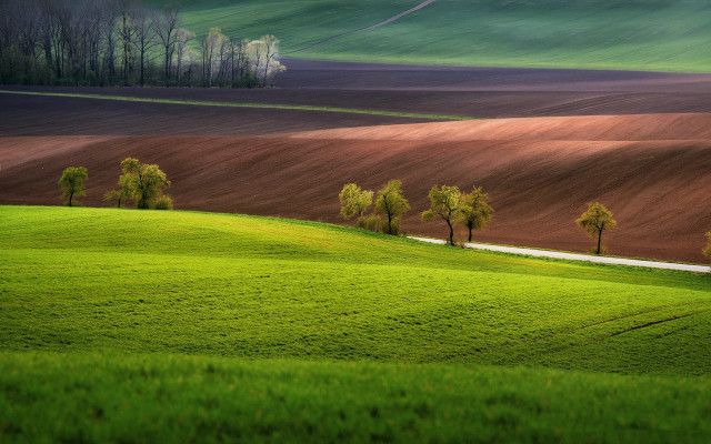 Green field trees dirt road free wallpaper for desktop - medium preview image