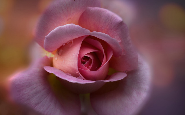 Pink rose closeup macro blurry free wallpaper for desktop - medium preview image