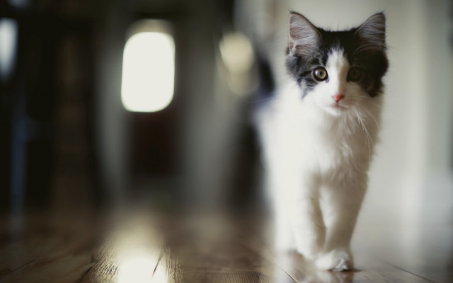 Black white cat wooden floor free wallpaper for desktop - medium preview image