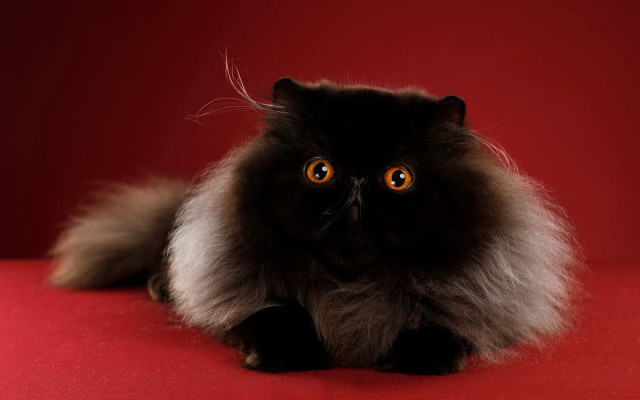 Fluffy black cat orange eyes free wallpaper for desktop - medium preview image