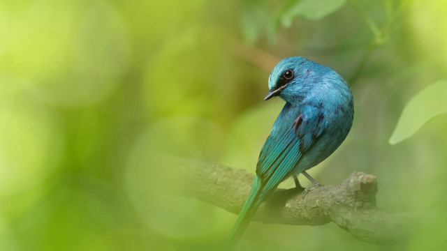 Blue bird branch green leaves #3 free wallpaper for desktop - medium preview image