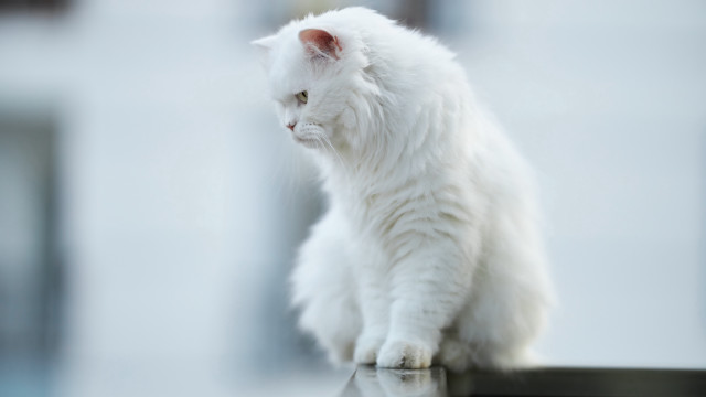 White cat table building camera free wallpaper for desktop - medium preview image