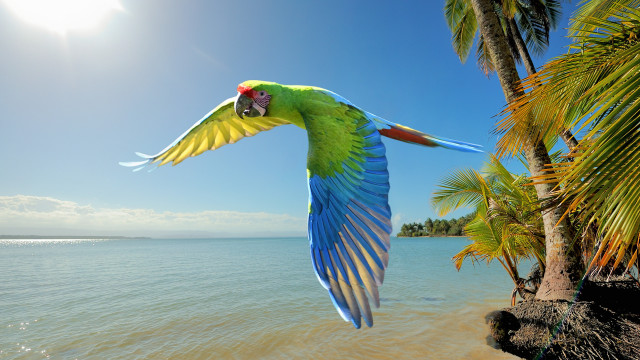 Parrot flying beach palm ocean free wallpaper for desktop - medium preview image