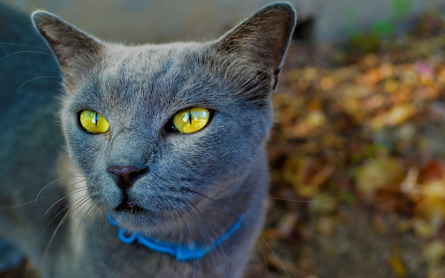 Gray cat yellow eyes blue #2 free wallpaper for desktop - medium preview image