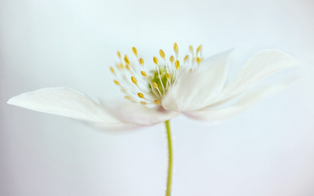 White flower yellow stamens macro #4 free wallpaper for desktop - medium preview image