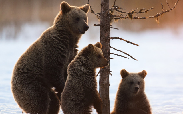 Three bears snowy tree outdoors free wallpaper for desktop - medium preview image