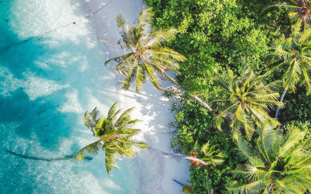 Beach palm trees ocean boat free wallpaper for desktop - medium preview image