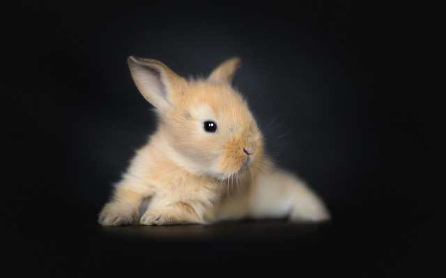 Small rabbit black background photorealistic free wallpaper for desktop - medium preview image