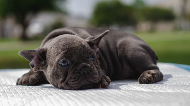 Small dog table grass trees free wallpaper for desktop - medium preview image