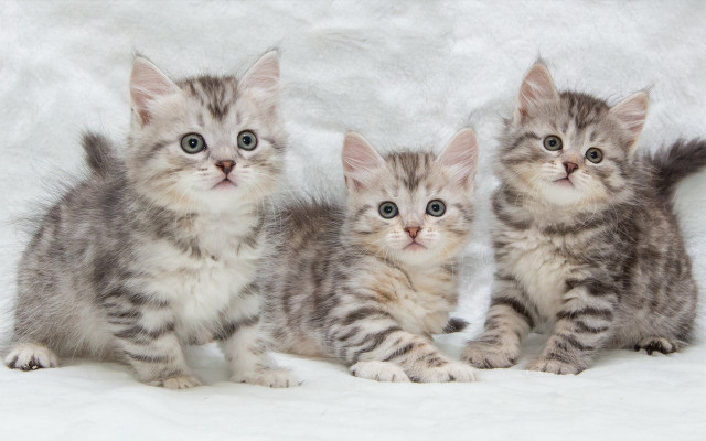 Three kittens white blanket sad free wallpaper for desktop - medium preview image