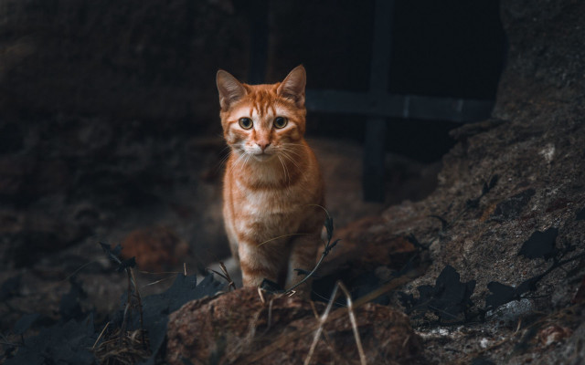 Curious cat rocky hillside animals free wallpaper for desktop - medium preview image