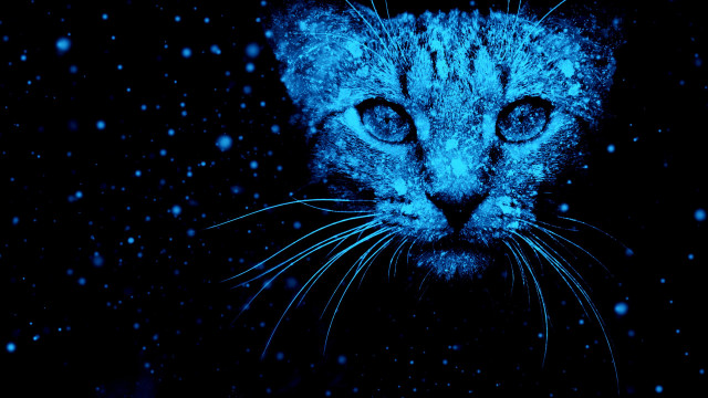 Blue eyes cat snow falling free wallpaper for desktop - medium preview image
