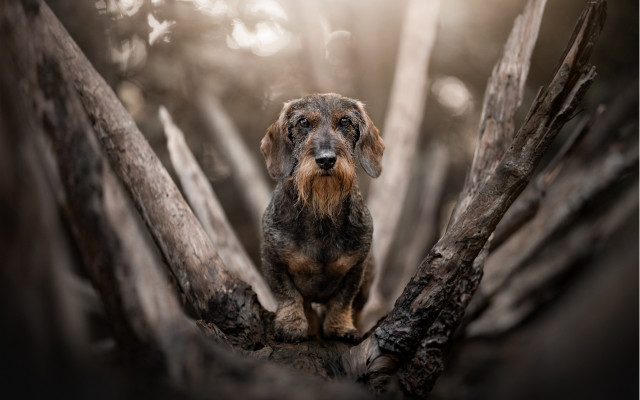 Dog branch woods sunbeam blurry free wallpaper for desktop - medium preview image