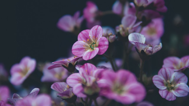 Pink flowers blurry bokeh flower free wallpaper for desktop - medium preview image