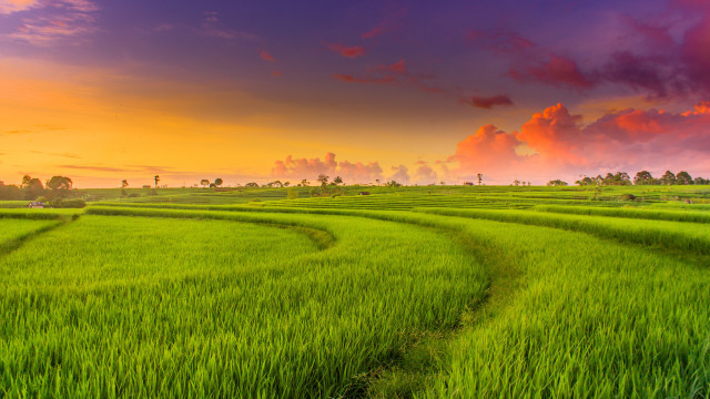 Green grass sunset clouds path free wallpaper for desktop - medium preview image