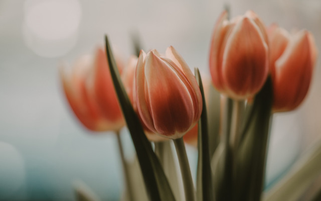 Flowers closeup blurry background shallow free wallpaper for desktop - medium preview image