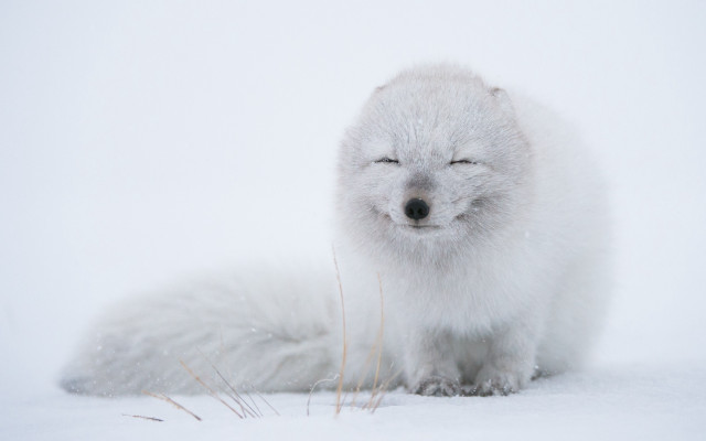 White fox closed eyes snow free wallpaper for desktop - medium preview image