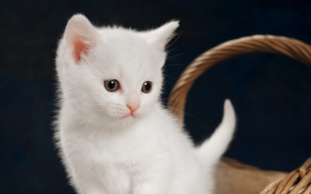 White kitten basket blue black free wallpaper for desktop - medium preview image