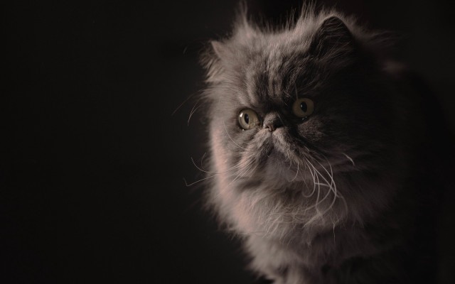 Fuzzy cat portrait chiaroscuro realistic free wallpaper for desktop - medium preview image
