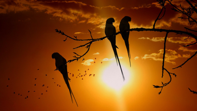 Birds sunset branch flying trees free wallpaper for desktop - medium preview image