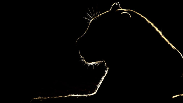 Lion backlit greyscale monochrome longhair free wallpaper for desktop - medium preview image