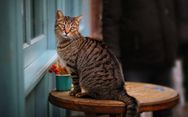 Cat sitting window photorealistic animal free wallpaper for desktop - medium preview image