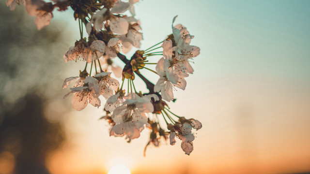 Tree branch white flowers sunset #2 free wallpaper for desktop - medium preview image