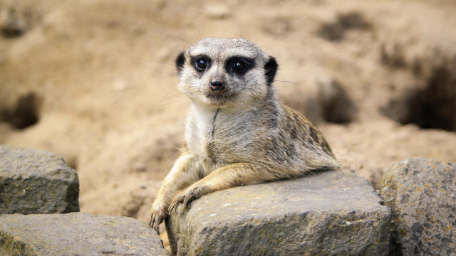 Small animal rock pile beach free wallpaper for desktop - medium preview image