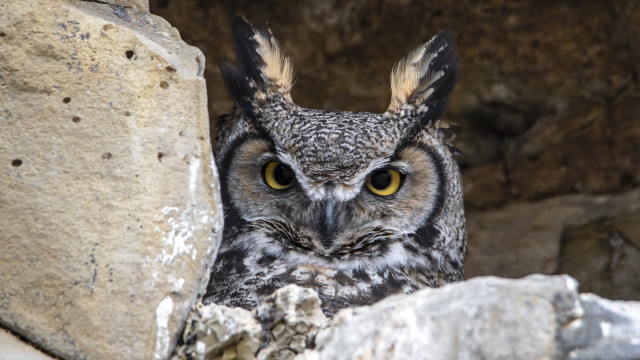 Owl yellow eyes cave rock free wallpaper for desktop - medium preview image